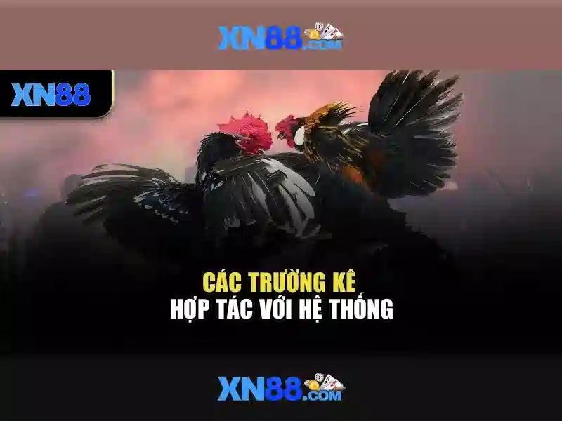 An toàn và hỗ trợ người chơi