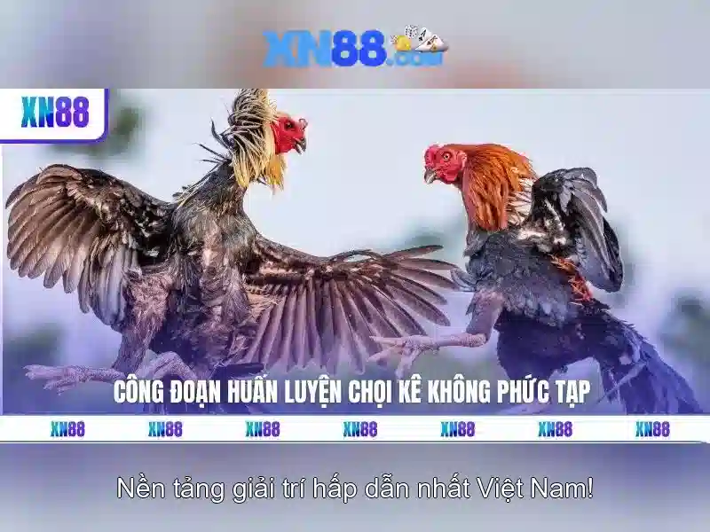 Hỗ trợ khách hàng và dịch vụ